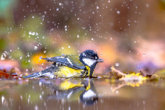 The Vital Role of Water in Feeding Wild Birds in Your Garden