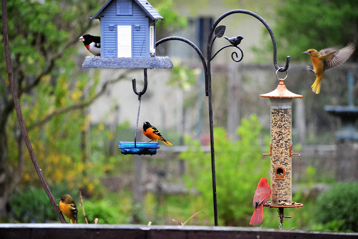 Bird deals food feeder