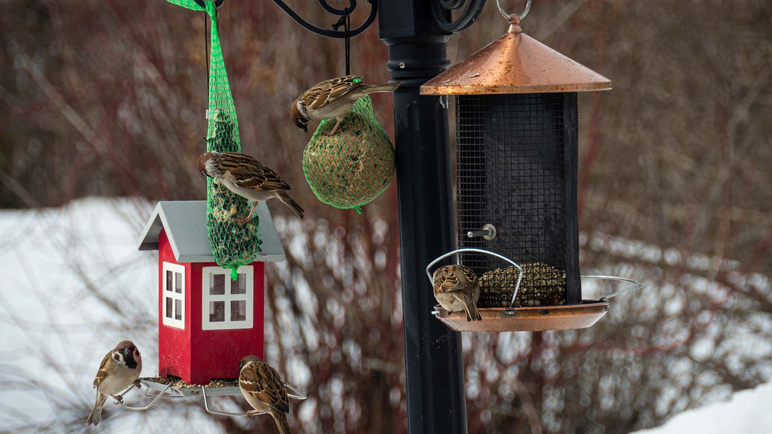 attracting birds to feed in your garden