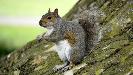 Deterring Grey Squirrels: Protecting Your Garden Haven from Unwanted Intruders