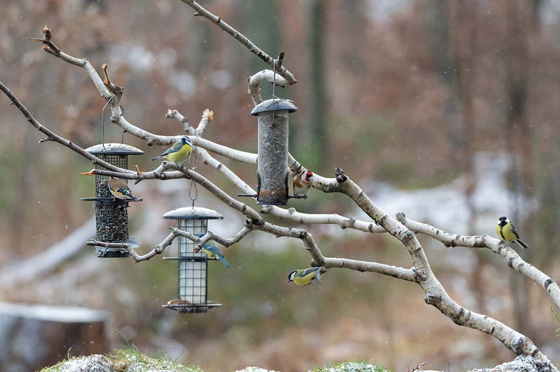 wild birds feeding 